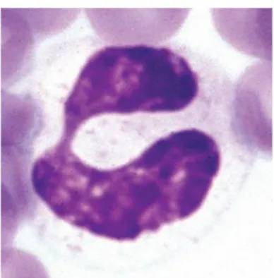 Gambar 2.1. Neutrofil (Harvey, 2012) 