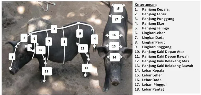 Gambar 1. Cara Pengukuran Dimensi Tubuh Babi Bali 
