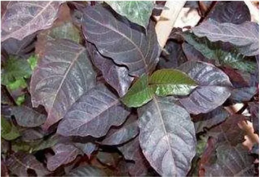 Gambar 1  Daun wungu ( Graptophyllum pictum (L.) Griff) 
