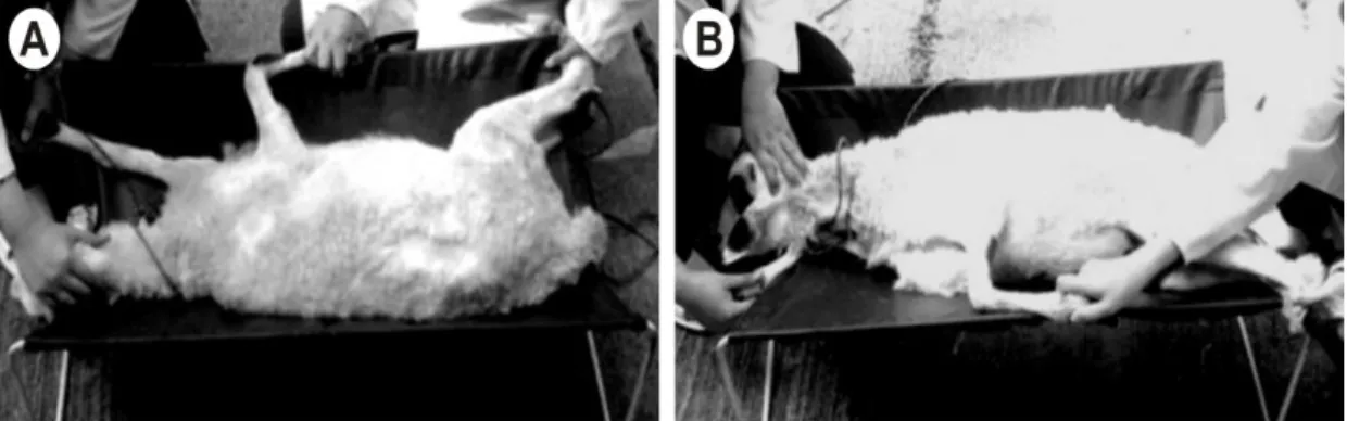 Gambar  1.  Teknik  penanganan  dan  pengendalian  domba  untuk  pencitraan  ultrasonografi