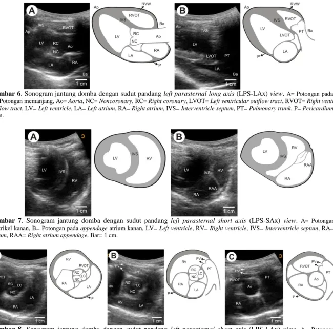 Gambar 6. Sonogram jantung domba dengan sudut pandang left parasternal long axis (LPS-LAx) view