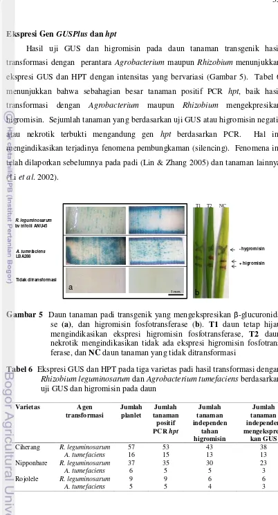Tabel 6  Ekspresi GUS dan HPT pada tiga varietas padi hasil transformasi dengan 