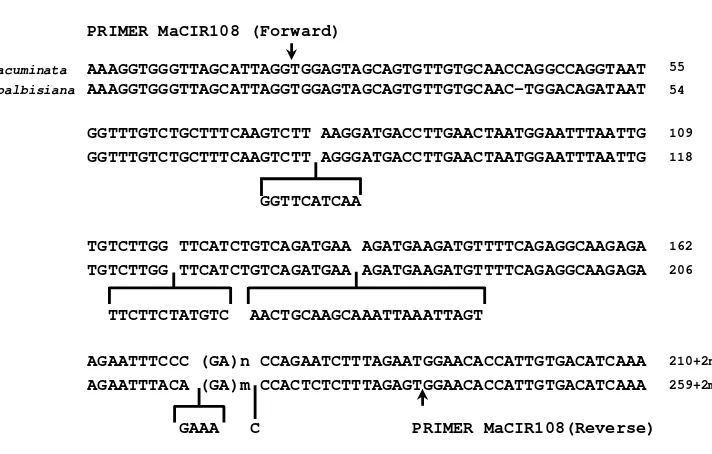 Figure 2.2 Sequences comparison of acuminata and balbisiana alleles of locus MaCIR108