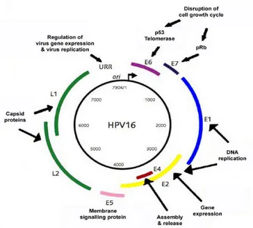 Gambar 2. Skema genom HPV 4