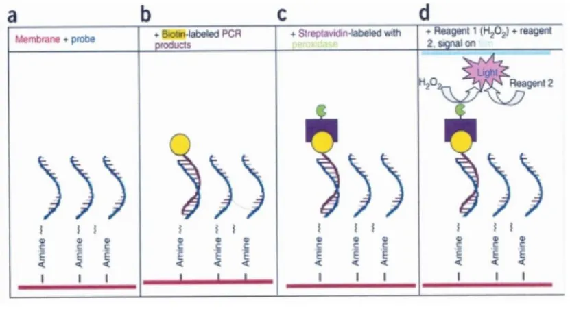 Gambar 5. Mekanisme Reverse Line Blot 