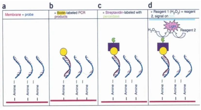 Gambar 5. Mekanisme Reverse Line Blot 