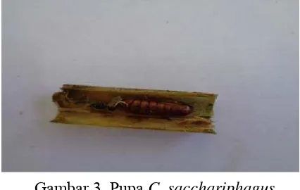 Gambar 3. Pupa C. sacchariphagus 