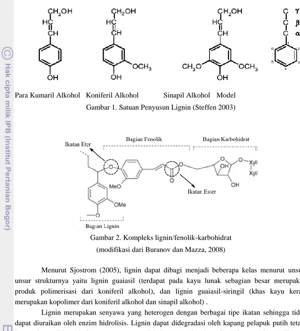 Gambar 2. Kompleks lignin/fenolik-karbohidrat  (modifikasi dari Buranov dan Mazza, 2008) 