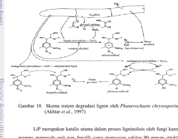Gambar 10.  Skema sistem degradasi lignin oleh Phanerochaete chrysosporium  (Akhtar et al., 1997) 