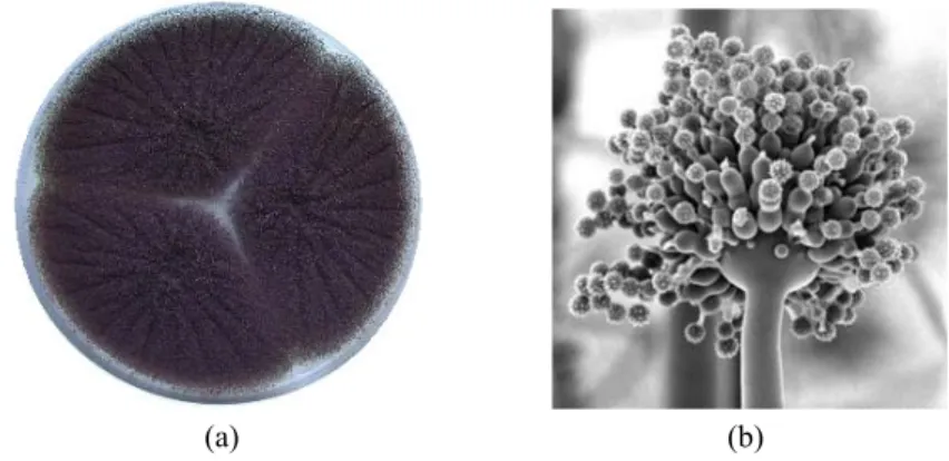 Gambar 5.  A. niger dalam bentuk spora (a) dan struktur mikroskopis (b)  (Stajich 2007) 