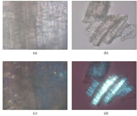 Gambar 9 memperlihatkan adanya perbedaan struktur mikroskopis tongkol jagung sebelum  didelignifikasi dengan tongkol jagung hasil delignifikasi