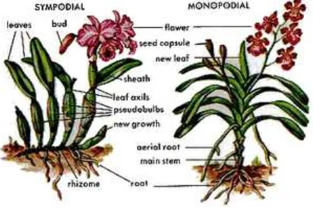 Gambar 1. Batang Anggrek Simpodial dan Monopodial (Latif, 1981). 