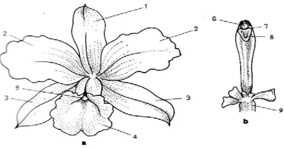 Gambar 2. Bagian- bagian bunga Anggrek 
