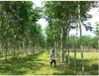 Gambar 1. Lokasi pengujian biofungisida di Kebun Batang SeranganFigure 1. Biofungicide testing location in Batang Serangan Plantation