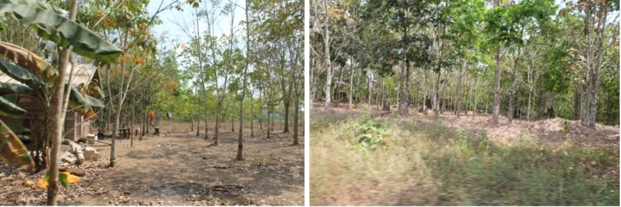 Figure 2. Gambar 2. Keragaan tanaman karet petani di wilayah pengembanganSmallholder rubber trees at development area 