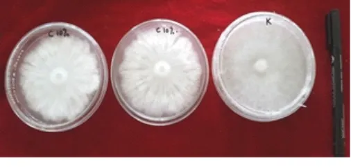 Gambar 3. Miselium Jamur Akar Putih pada Kontrol (a) dan Perlakuan (b)   Figure 3. Micellium of White Root Disease in control (a) and treatments (b)