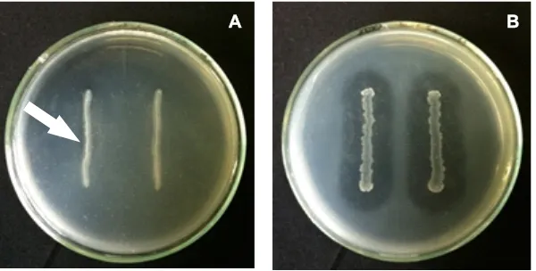 Gambar 4. Aktivitas enzim protease isolat B. cereus Figure  4. Protease activity of A10 pada medium skim milk (A) yang ditandai dengan adanya zona bening yang tipis di sekitar koloni (tanda panah), dibandingkan dengan kontrol positif dengan zona bening yan