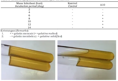 Tabel 5. Hasil uji pencairan gelatin B. cereus Table 5. Gelatine liquefaction test result by isolat A10B