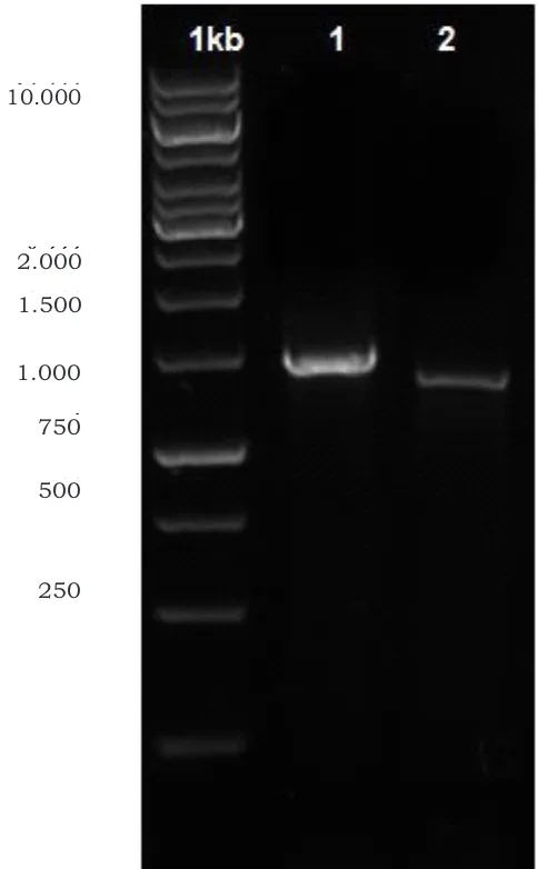 Figure 1. Agarose gel electrophoresis of PCR product based on 16S rRNA and gyrB gene of Gambar 1