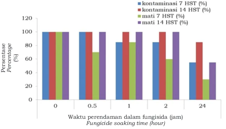 Gambar 1. Pengaruh fungisida pada tingkat kontaminasi dan kematian pada eksplan petiol Figure 1
