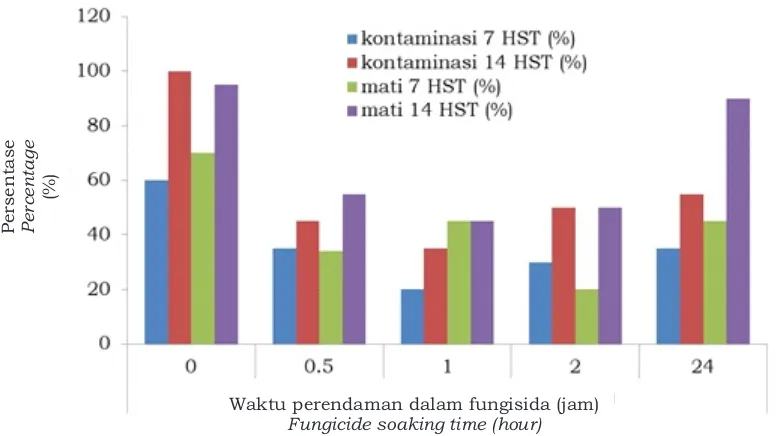 Gambar 2. Pengaruh fungisida pada tingkat kontaminasi dan kematian pada kultur midrib Figure 2