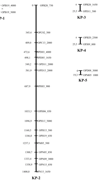 Figure 3.  The genetic linkage map of male parent (PN 1546), developed by minimum LOD value Gambar 3
