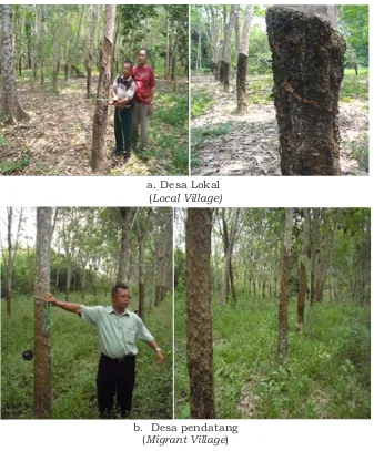 Tabel 9.  Kondisi keragaan kebun TM proyek dan non proyekTable 9. The condition of mature rubber plant int theparticipants and non participants' farmers
