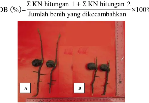 Gambar 1  Kecambah pala setelah 88 hari setelah tanam 