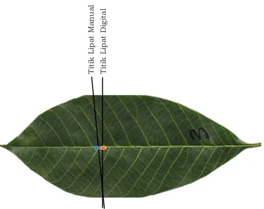 Gambar 3.Figure 3.Perbedaan penetapan posisi titik lipat berdasarkan letak daun terlebar                    pada kedua sisi daunStipulating difference of position fold point based on wider leaf at both sides