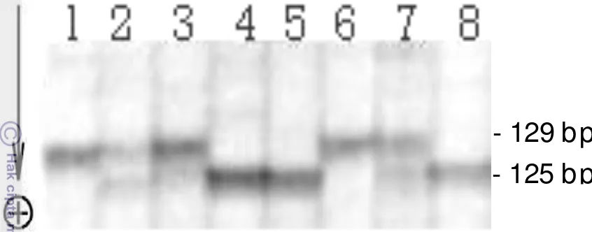 Figure 2.4 The alleles polymorphism of Cam-3 intron loci  