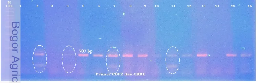 Figure 4.2  DNA amplification produced by using alternative primer of cyt b (CBF2 and 
