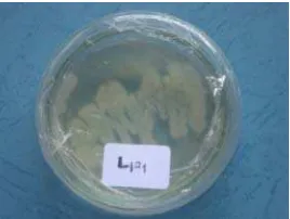 Gambar 4.2.  L4                      L55, L126 (E-coli) ; L121, L131 (Pseudomonas aeruginosa); 1411, L332, L213 (Pseudomonas putida) 