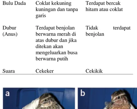 Gambar 2.1 Burung puyuh betina (kiri) dan burung  puyuh jantan (kanan) 10