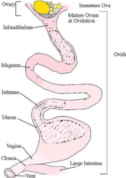 Gambar 2.3 Organ reproduksi aves betina  36