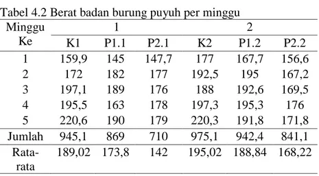 Tabel 4.2 Berat badan burung puyuh per minggu  Minggu  Ke  1  2  K1  P1.1  P2.1  K2  P1.2  P2.2  1  159,9  145  147,7  177  167,7  156,6  2  172  182  177  192,5  195  167,2  3  197,1  189  176  188  192,6  169,5  4  195,5  163  178  197,3  195,3  176  5  