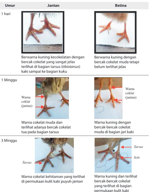 Tabel 5.   Perbedaan Warna Shank Antara Burung Puyuh Jantan dan Betina Berdasarkan 