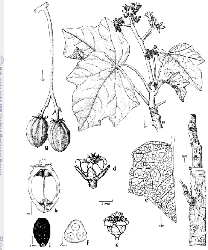 Figure 2. Important parts of the physic nut: a. flowering branch; b. bark; c. leaf veinature; d
