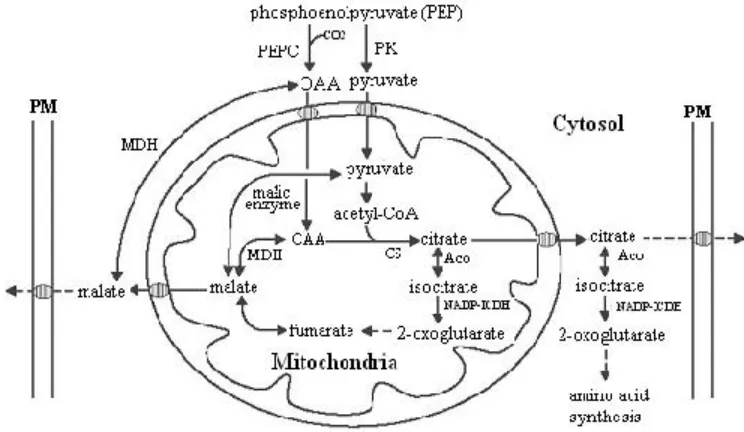Figure 4. Diagrammatic representation of carbon pathways in plant cells related to malate and citrate metabolism