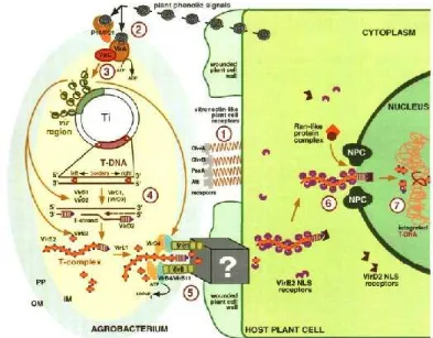 Figure 8. Agrobacterium-plant cell interactions. This diagram summarizes all major cellular reactions involved in T-DNA transport