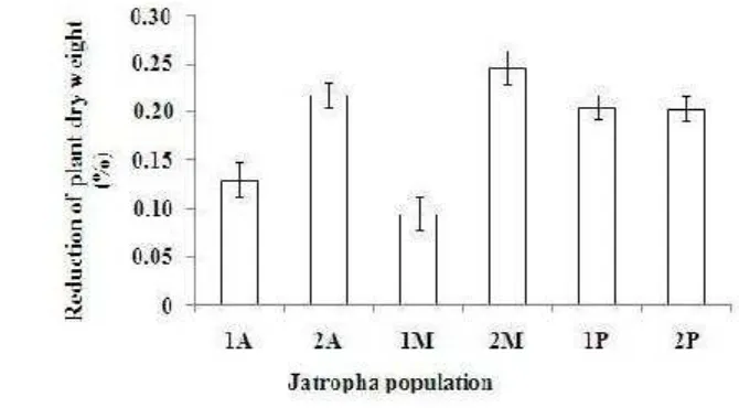 Figure 12. The reduction percentages of plant dry weight six Jatropha population seedlings after one month exposure to Al (A= Asembagus, M=Muktiharjo, P=Pakuwon).