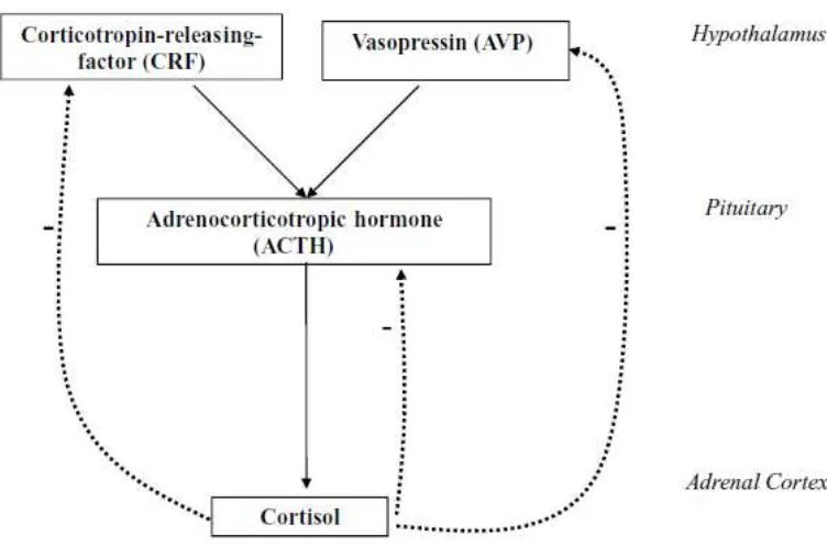 Gambar 1. Diagram hypothalamic-pituitary-adrenocortical axis. 