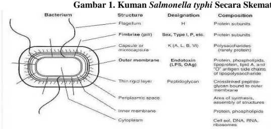 Gambar 1. Kuman Salmonella typhi Secara Skematik 