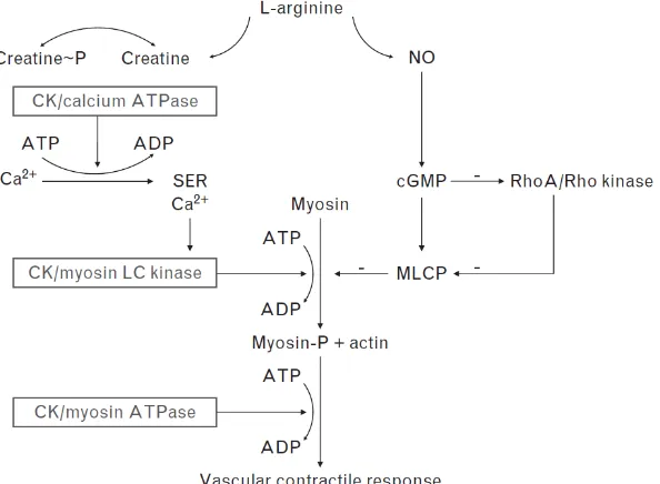 Gambar 2.6. CK dan jalur regulasi utama kontraksi otot polos pembuluh darah. cGMP, guanosine siklik 3,5-hidrogen fosfat; MLCP, rantai ringan miosin fosfatase; NO, nitrit oksida; SER, retikulum sarkoplasmik (Brewster et al
