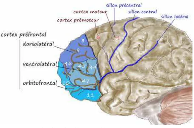 Gambar 1.  Area Prefontal Cortex