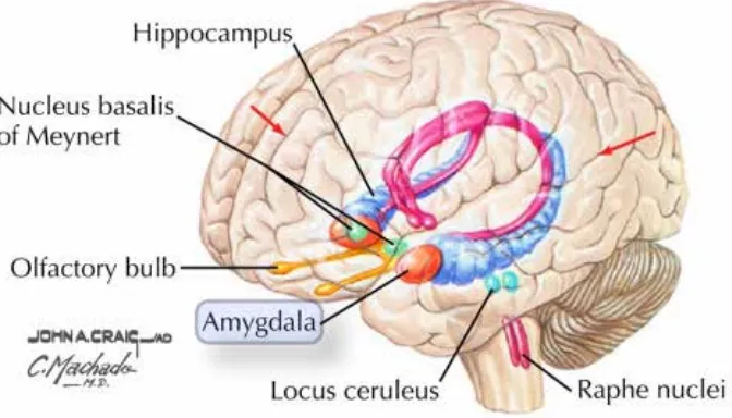 Gambar 2. Amygdala