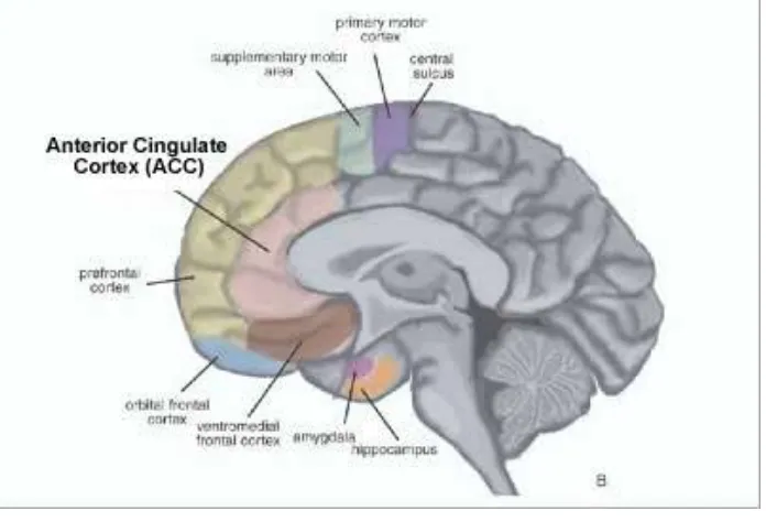 Gambar 3. Anterior Cingulate Cortex (ACC).Sumber: http://www.sutherlandsurvey.com