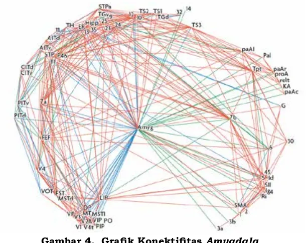 Gambar 4.  Grafik Konektifitas Amygdala 