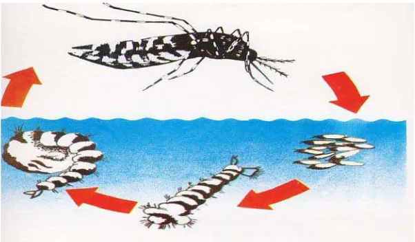 Gambar 2.1 Siklus Hidup Nyamuk Aedes aegypti 