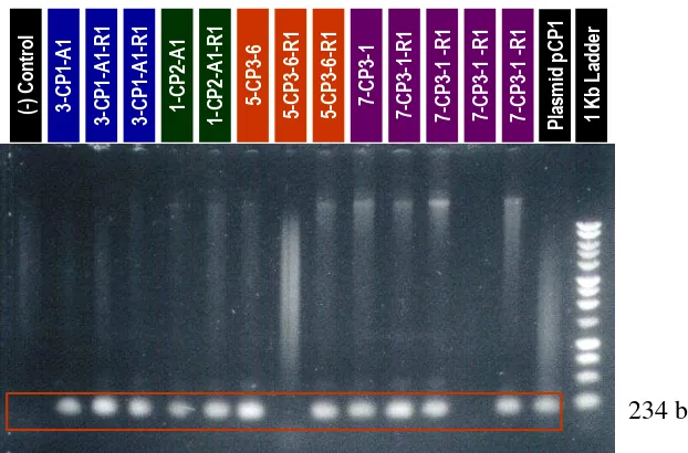 Gambar 2.  Hasil uji elektroforesis pada tanaman transgenik T1