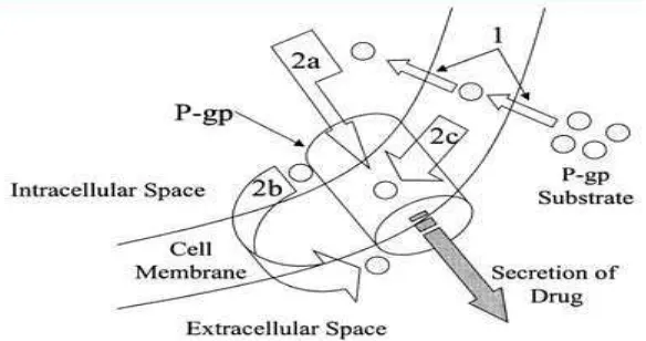 Gambar 2.1Mekanisme pemompaan oleh Pgp (Matheny, et al., 2001). 